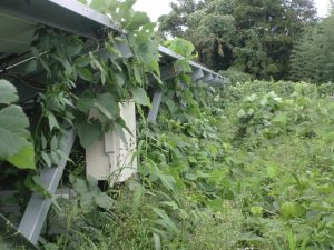 %e9%9b%91%e8%8d%89%ef%bc%92