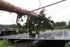 小美玉 樹木倒壊３