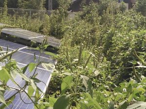 %e9%9b%91%e8%8d%89faceb%e3%82%b5%e3%83%9d%e3%83%bc%e3%82%bf%e3%83%bc